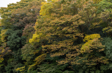 Yellow foliage landscape in the park