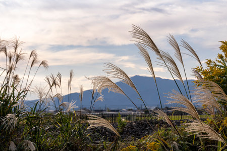 Landscape of pampas grass swaying in the breezeの写真素材