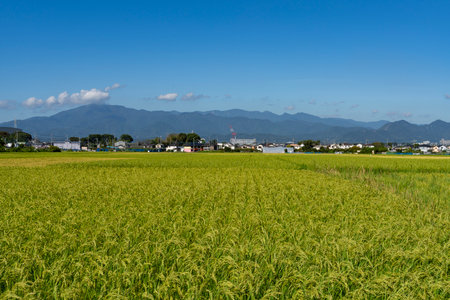 Rice fields in Kanagawa where rice has begun to growの写真素材