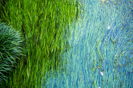 Landscape of aquatic plants fluttering in the flow of a riverの写真素材