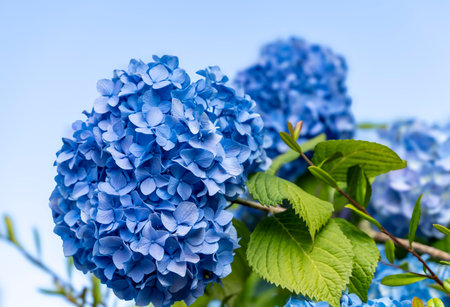 Hydrangea Rainy season flowerの写真素材
