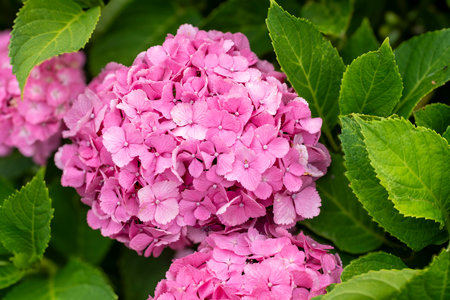 Hydrangea Rainy season flowerの写真素材