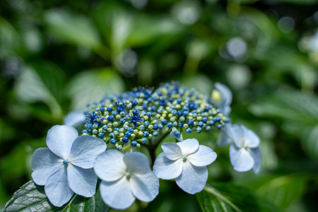 Hydrangea Rainy season flowerの写真素材