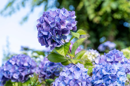 Rainy season flower hydrangea