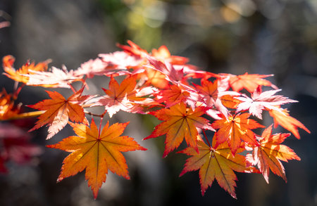 Autumn foliage scenery in Japanの写真素材