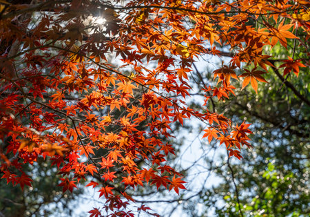 Autumn foliage scenery in Japanの写真素材