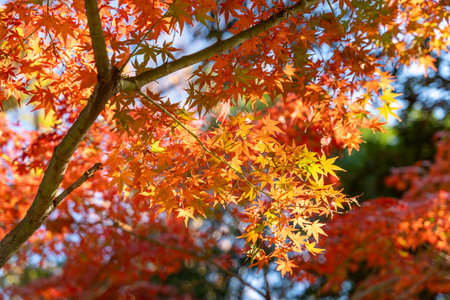 Autumn foliage scenery in Japan