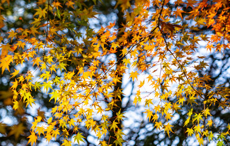 Autumn foliage scenery in Japanの写真素材