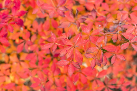 Autumn leaves in a temple garden in Setagaya, Tokyoの写真素材