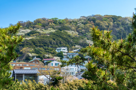 Scenery of the Hayama Sangaokayama Green Space in Hayama Town, Kanagawa Prefectureの写真素材