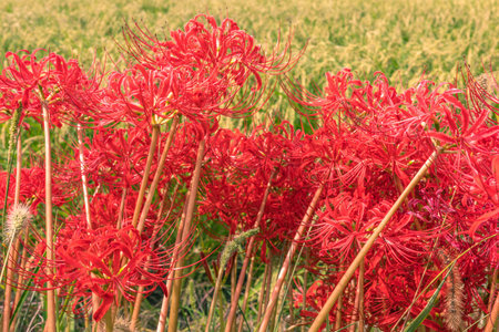 Red Lycoris radiata in the rice field, Thailand.の写真素材