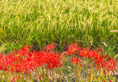 Red Lycoris radiata in the rice field, Thailand.の写真素材
