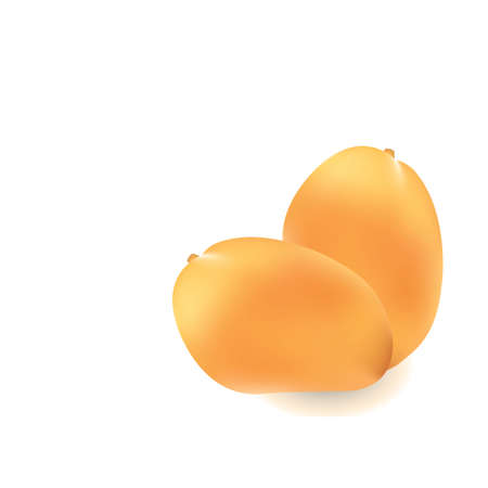 Mango on white のイラスト素材