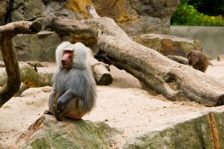 An Hamadryas Baboon (Papio hamadryas), from the Old world monkey の写真素材