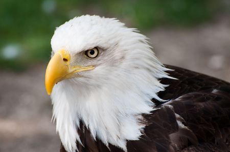 Head shot of an american bald eagleの写真素材