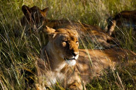 A group of lionesses in the Savannah of Masai Mara, Kenya