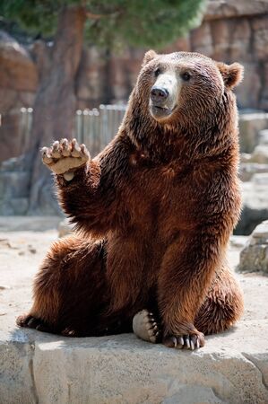A grizzly bear from Madrid zoo, greeting the visitorsの写真素材