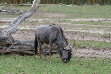 Hairy brown gnu eating grassの写真素材
