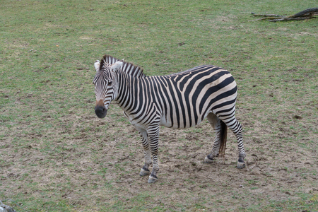 Young zebra standing aroundの写真素材