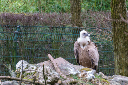 Common griffon spreading his wingsの写真素材