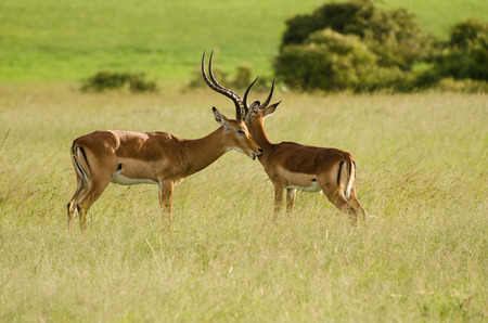 Male Thomson's Gazelle in Masai Mara, Kenyaの写真素材
