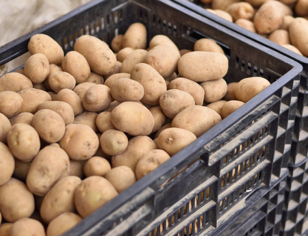 Heap of fresh potatoes on a weekly market. Market stall with potatoes in boxes. Outdoor market, close-up of raw potatoes.の写真素材