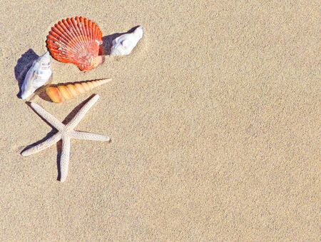 Seashell background, beach sceneの写真素材