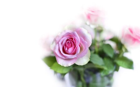 Pink roses with selective focus.の写真素材