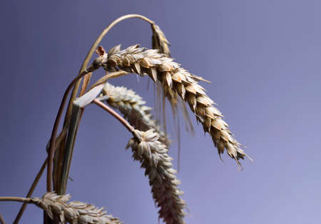 Corn crop, studio shot.