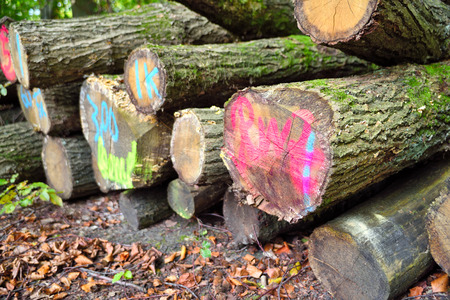 tagged pile of wood, stack of tree trunks in a autumn forestの写真素材