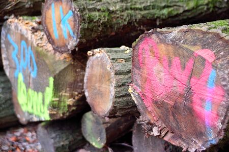 tagged pile of wood, stack of tree trunks in a autumn forestの写真素材