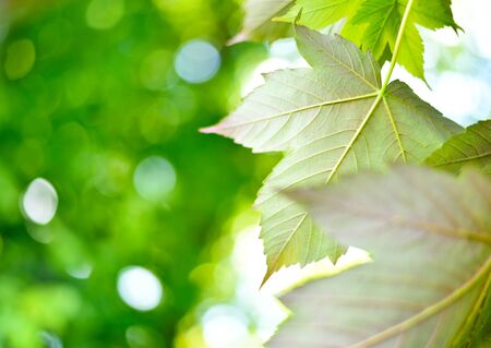 Mountain maple tree with selective focus of the foreground and bright sun with smooth light. Nature background in springtime with copy space and fresh green leaves.の写真素材