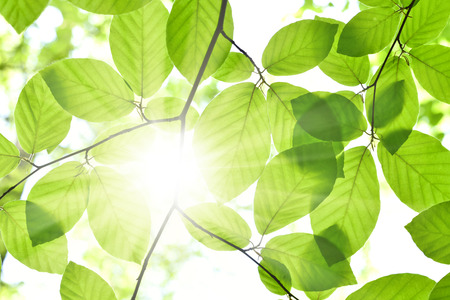 Leaves and sun in a forest. Spring time in a mixed forest. Beech leaves with selective focus and...