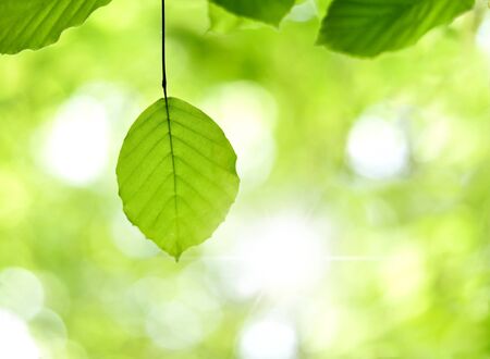 Leaves and sun in a forest. Spring time in a mixed forest. Beech leaves with selective focus and...