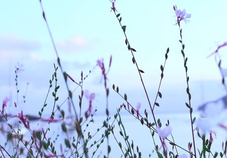 Selective focus of pink flowers in the foreground. Flowers at blue hour.の写真素材