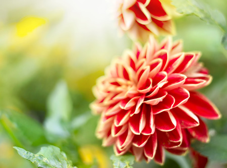 Red dahlia flower with selective focus on the foreground. Red Flower with copy space and sunlight.の写真素材