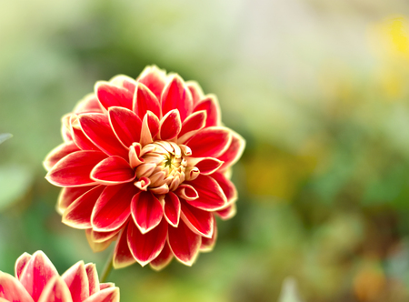 Red dahlia flower with selective focus on the foreground. Red Flower with copy space and sunlight.の写真素材