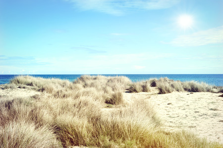 Beach dunes in the sund. Beach scene with copy space.
