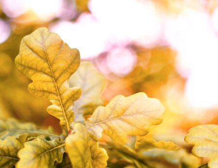 Oak tree with selective focus of the foreground and bright sun with smooth light. Nature background...