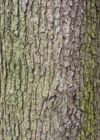 oak tree, close-up of the bark.の写真素材