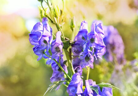 Blue aconite in the sun with smooth light and copyspace. Blue flowers with selective focus on the foreground.の写真素材