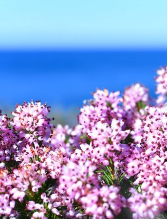 selective focus of heather at the sea.の写真素材