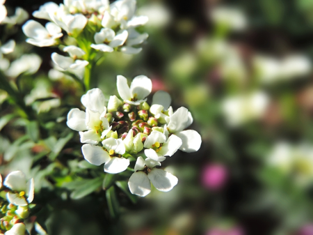 Spring meadow or flower field with selective focus on the foreground and copy space.の写真素材