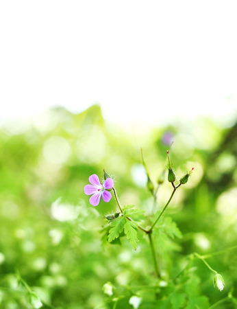 Spring meadow or flower field with selective focus on the foreground and copy space.の写真素材