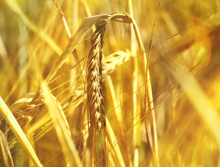 Ripe barley with selective focus and copy space. Barley field or wheat field in the sunset.の写真素材