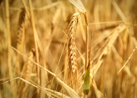 Ripe barley with selective focus and copy space. Barley field or wheat field in the sunset.の写真素材