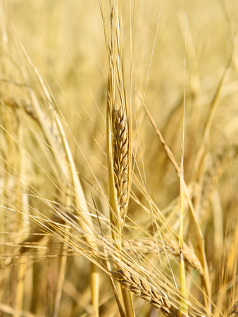 Ripe barley with selective focus and copy space. Barley field or wheat field in the sunset.の写真素材