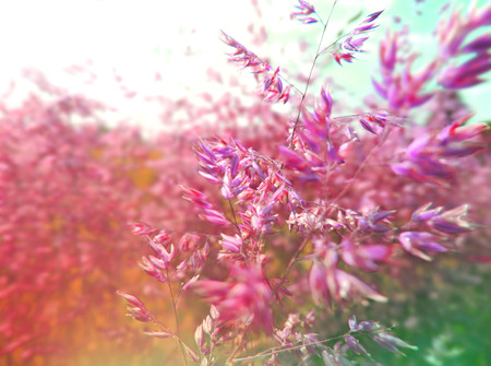 Various grasses of a field in sunlight. toned image with copy space.の写真素材