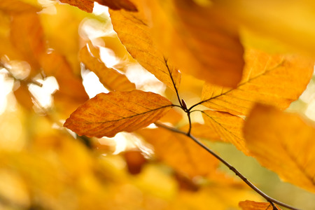 Beech tree with selective focus of the foreground and bright sun with smooth light. Nature background in autumn with copyspace and red leaves.の写真素材