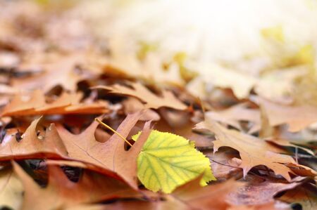 Autumn foliage on the forest floor. Selective focus on the foreground.